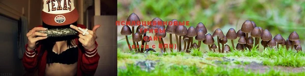крисы Алзамай